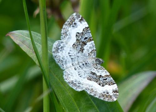 Epirrhoe alternata